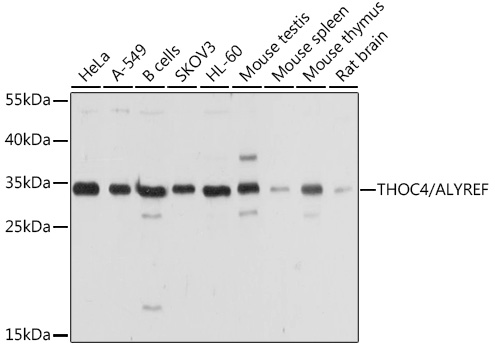 THOC4/ALYREF Polyclonal Antibody