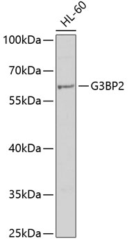 G3BP2 Polyclonal Antibody