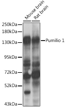 Pumilio 1 Polyclonal Antibody