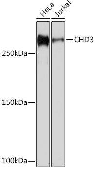 CHD3 Monoclonal Antibody [8Z6L6]