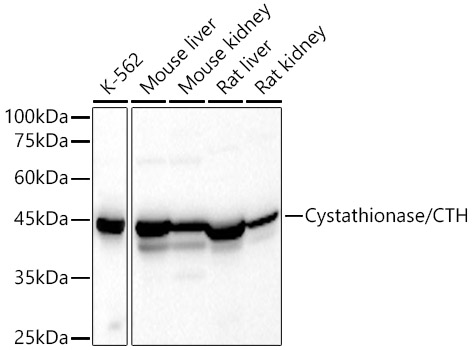 Cystathionase/CTH Polyclonal Antibody