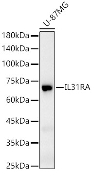 IL31RA Polyclonal Antibody