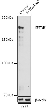 SETDB1 Polyclonal Antibody