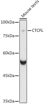 CTCFL Polyclonal Antibody