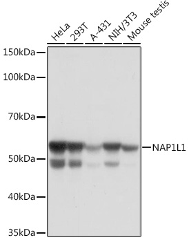 NAP1L1 Monoclonal Antibody [4W8B6]
