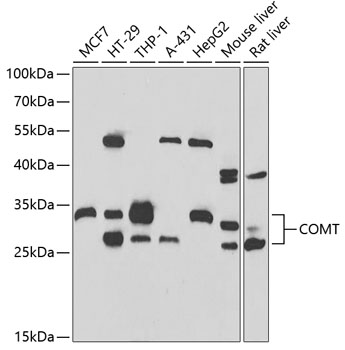 COMT Polyclonal Antibody