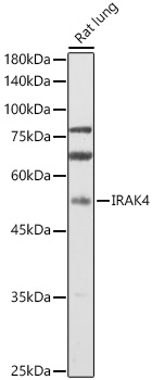 IRAK4 Polyclonal Antibody