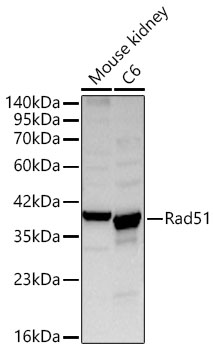 Rad51 Polyclonal Antibody
