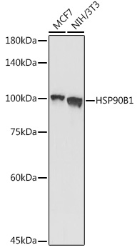 Grp94 Polyclonal Antibody