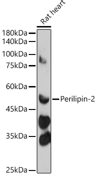 Perilipin-2 Polyclonal Antibody