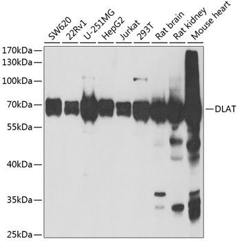 DLAT Polyclonal Antibody