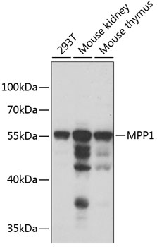 MPP1 Polyclonal Antibody