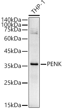 PENK Polyclonal Antibody