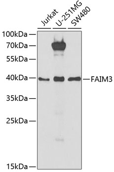 FAIM3 Polyclonal Antibody