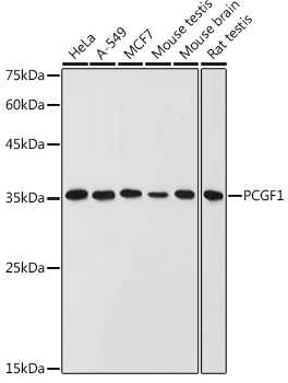 PCGF1 Polyclonal Antibody