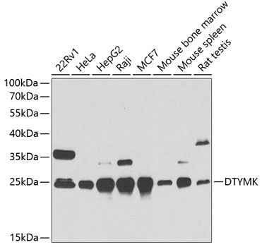 DTYMK Polyclonal Antibody