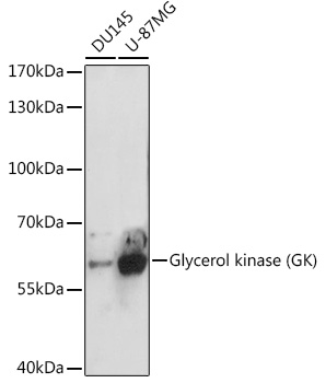 Glycerol kinase (GK) Polyclonal Antibody