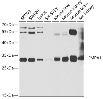 IMPA1 Polyclonal Antibody