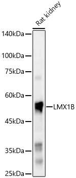 LMX1B Polyclonal Antibody