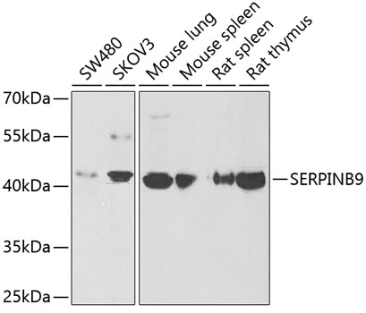 SERPINB9 Polyclonal Antibody