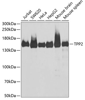 TPP2 Polyclonal Antibody