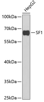 SF1 Polyclonal Antibody