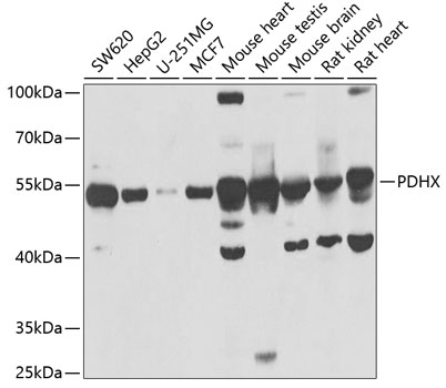 PDHX Polyclonal Antibody