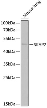 SKAP2 Polyclonal Antibody