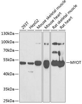 MYOT Polyclonal Antibody