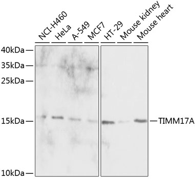 TIMM17A Polyclonal Antibody