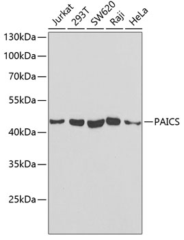 PAICS Polyclonal Antibody