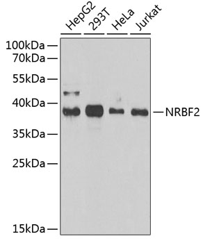 NRBF2 Polyclonal Antibody