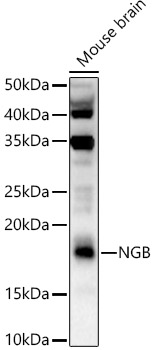 NGB Polyclonal Antibody