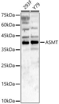 ASMT Polyclonal Antibody