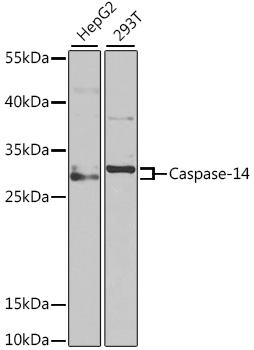 Caspase-14 Polyclonal Antibody