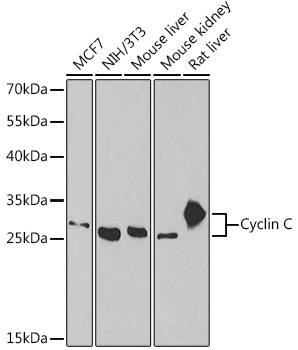 Cyclin C Polyclonal Antibody