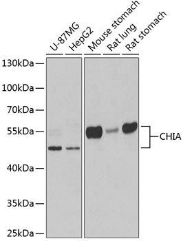 CHIA Polyclonal Antibody