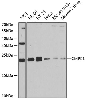CMPK1 Polyclonal Antibody