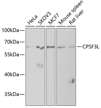 CPSF3L Polyclonal Antibody