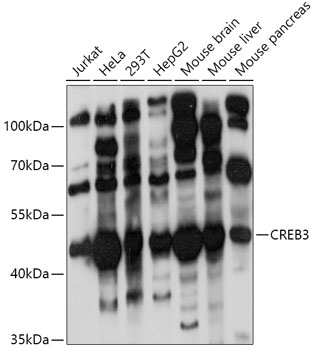 CREB3 Polyclonal Antibody