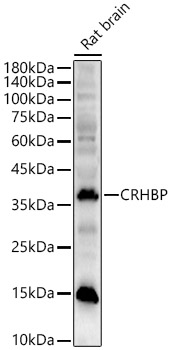 CRHBP Polyclonal Antibody