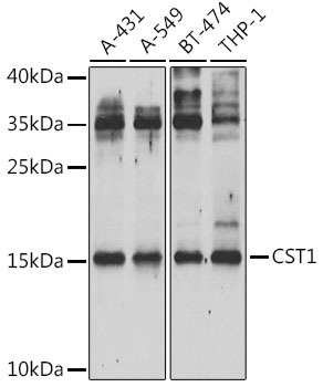 CST1 Polyclonal Antibody