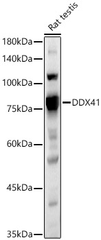 DDX41 Polyclonal Antibody