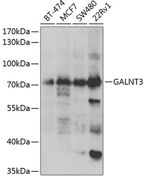 GALNT3 Polyclonal Antibody
