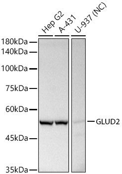 GLUD2 Polyclonal Antibody