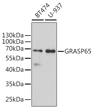 GRASP65 Polyclonal Antibody