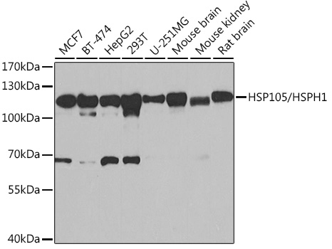 HSP105/HSPH1 Polyclonal Antibody