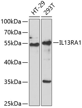 IL13RA1 Polyclonal Antibody