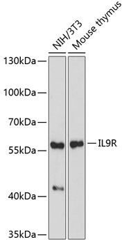 IL9R Polyclonal Antibody