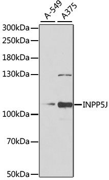 INPP5J Polyclonal Antibody